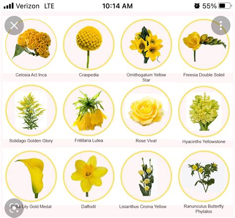 Types of Yellow Flowers for Winter and Spring