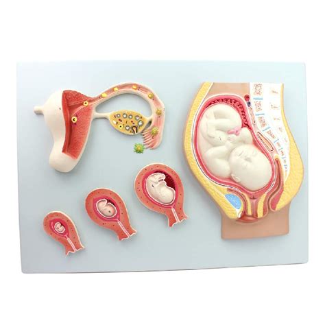 Buy LUCKFY Scientific Human Anatomy - Human Pregnancy Embryonic ...