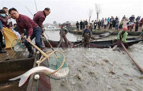 浙江湖州：新年第一网 鱼肥人欢畅