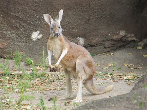 Big strong kangaroo in australia free image download
