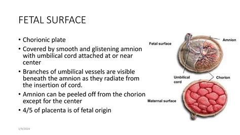PLACENTA & MEMBRANES.pptx