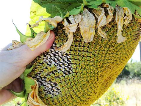 Image result for How Do They Shell Sunflower Seeds