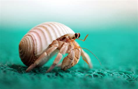 Really Cute Hermit Crabs