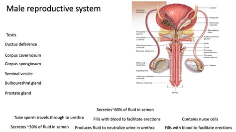 male reproductive system functions Diagram | Quizlet