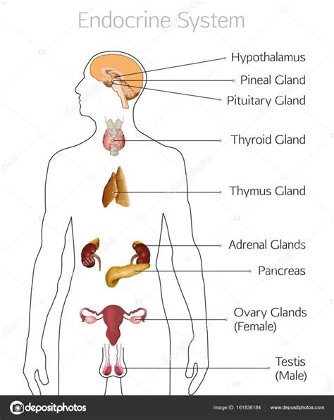Image result for Endocrine System Drawing