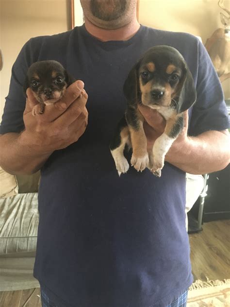 What Is The Runt Of The Litter In Dogs