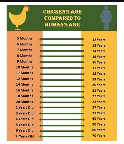 Chicken Age Chart