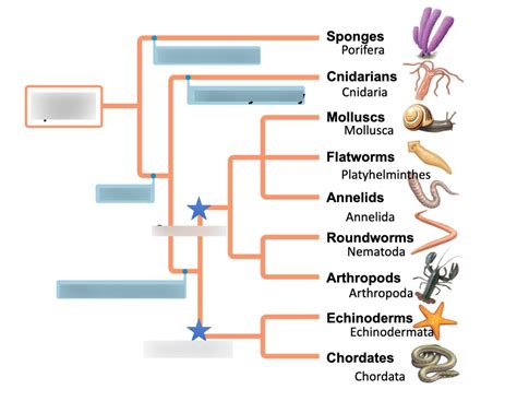 Evolution Chart All Animals 的图像结果