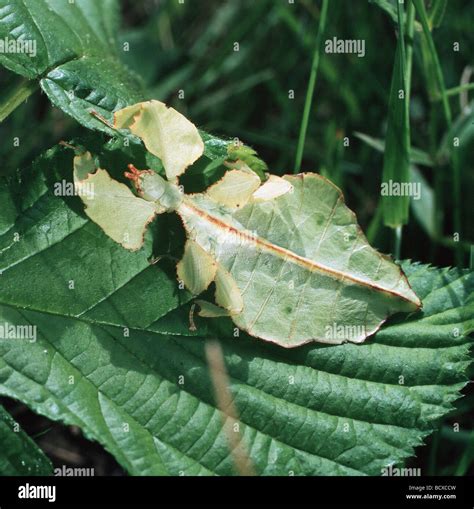 Image result for Alien Bug Queen Hive