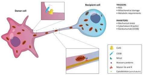 Intercellular Mitochondrial Transfer in the Tumor Microenvironment