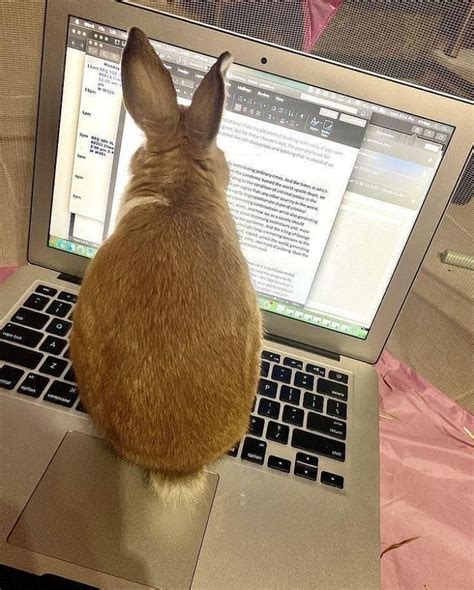 Image result for Cat Sitting at Computer