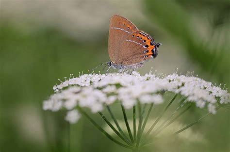 Discover the Official Colorado State Insect - AZ Animals