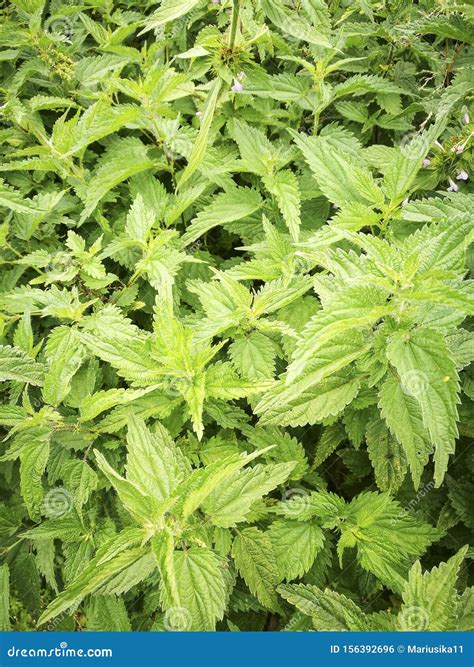 Urtica Dioica Plant