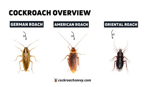 Image result for Cockroach Tarantula vs