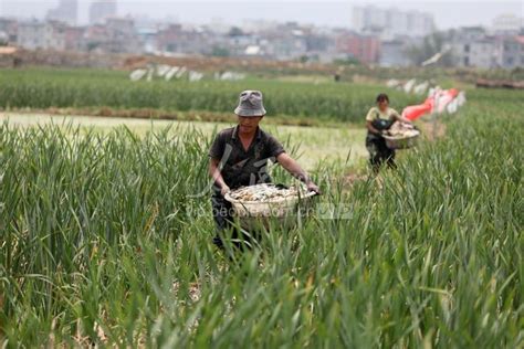 江苏扬州：立夏时节农事忙-人民图片网