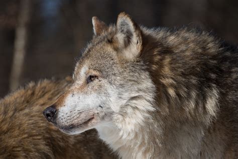 Image result for Timberwolf Facts