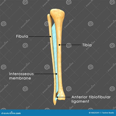Tibia fibula - dikibanking