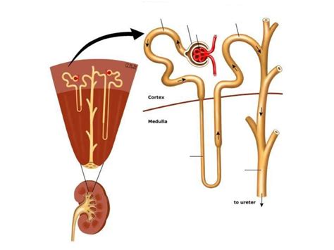 Nephron Function Animation 的图像结果