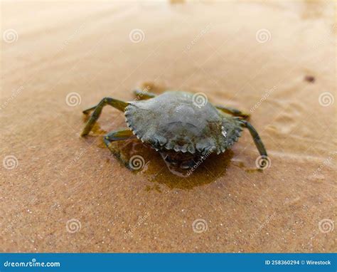 Closeup of a Marine Crab Walking on the Wet Sand at the Beach Stock Photo - Image of nature ...