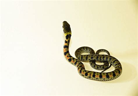 꽃뱀(花蛇) : 네이버 블로그
