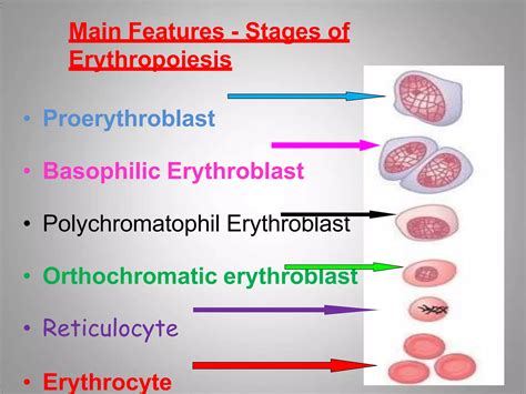 Lecture12 - Erythropoiesis.pptx