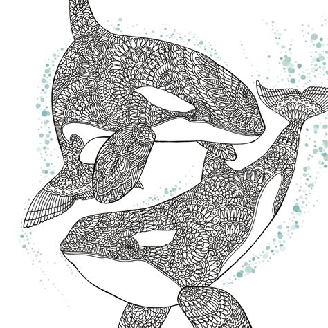 Orca Whale Free Adult Coloring Book Page - Craftfoxes