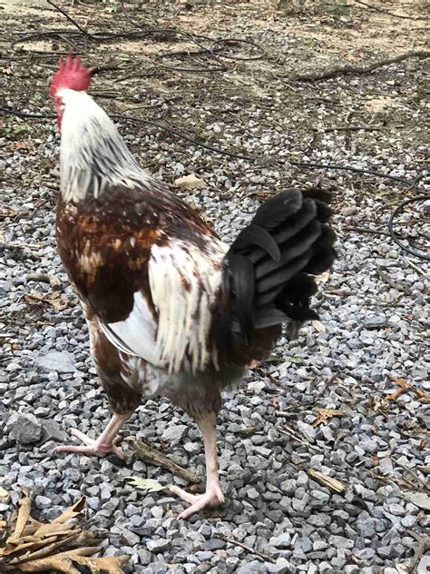 Do Cornish Cross Chickens Make Good Pets? - BackyardChickenNews
