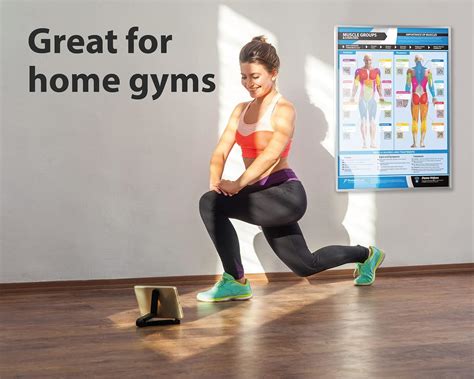 Posterfit Muscle Groups & Exercise Poster for Home Gym Decor India | Ubuy