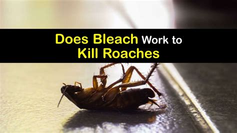 Bleach and Roaches - Using Bleach on Cockroaches