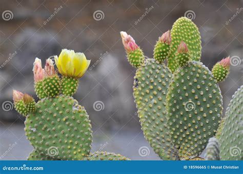 Flowers of Opuntia Ficus-indica Stock Image - Image of yellow, cactus ...