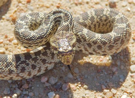 Bull Snakes - Plants and Animals of Northeast Colorado