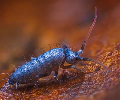 Image result for Springtail Bugs