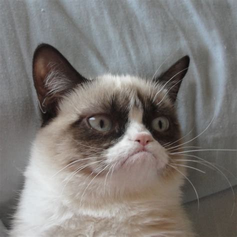 Angry Cat Meme Blank