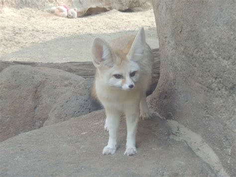 The adorable fennec fox: Meet Sahara's smallest predator
