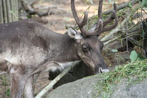Reindeer diet and nutrition | How to feed and arctic ruminant?