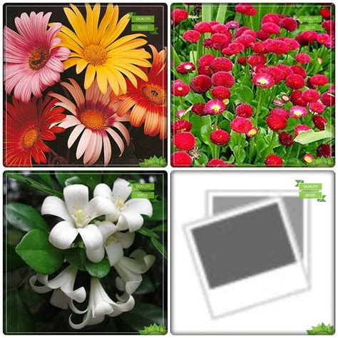 Creative Farmer Plant Seed Combo Tree Seeds : Orange Jessamine, Parijat ...