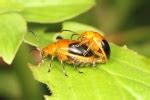 Insect Pests