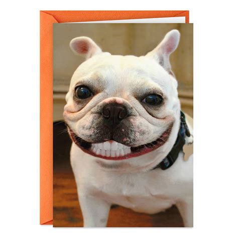 Hallmark Shoebox Funny Birthday Card (Smiling Dog) - Walmart.com
