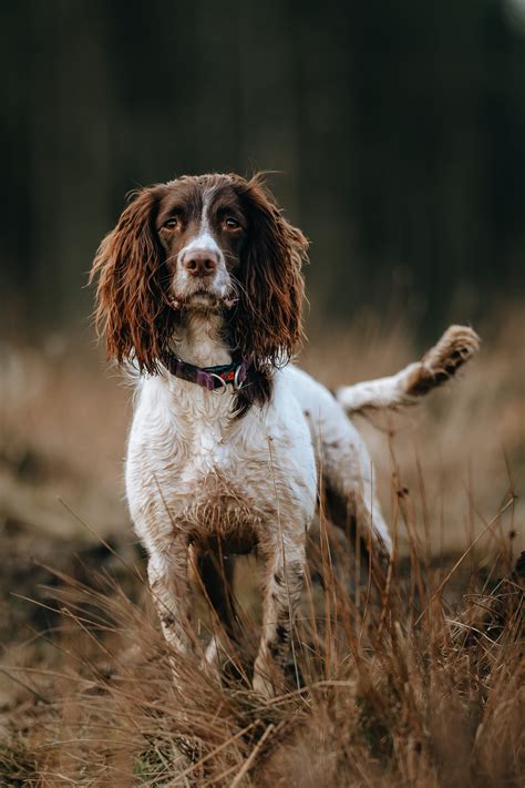 Top 7 Spaniel Dog Breeds UK