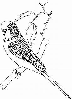 vogel malvorlagen quiz ausmalbilder papagei 5 ausmalbilder papagei vogel malvorlagen quiz ausmalbilder papagei 5 ausmalbilder papagei