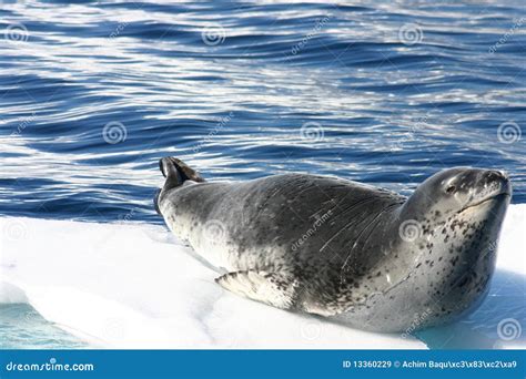 Dangerous leopard seal stock image. Image of ecology - 13360229