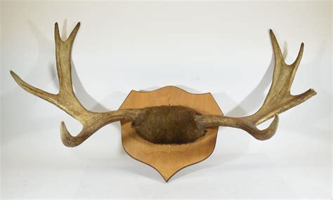 Moose Antler Mount on Wooden Plaque