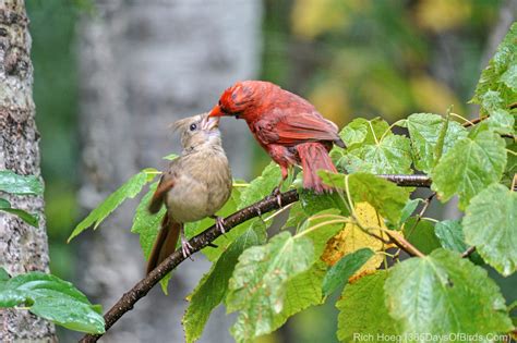 Northern Cardinal Feeding Fledgling | 365 Days of Birds