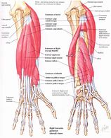 Image result for forearm