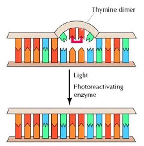 Steps to DNA Repair 的图像结果