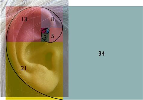 What Do Flowers, The Mona Lisa & A Pine Cone Have In Common? Let The ...