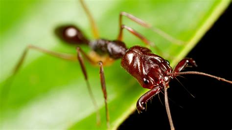 Ants With Leaping Ability - The New York Times