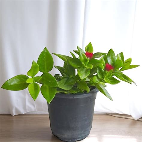 Hardy Plants – Plant Orbit