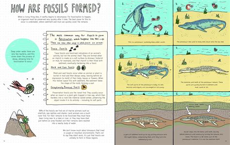 From Bone To Stone: How The Fossils Are Formed