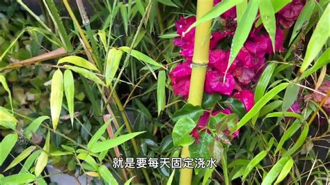 H06-0905植物盆栽竹子3d模型下载-【集简空间】「每日更新」
